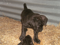 cucciolo cane corso rustico